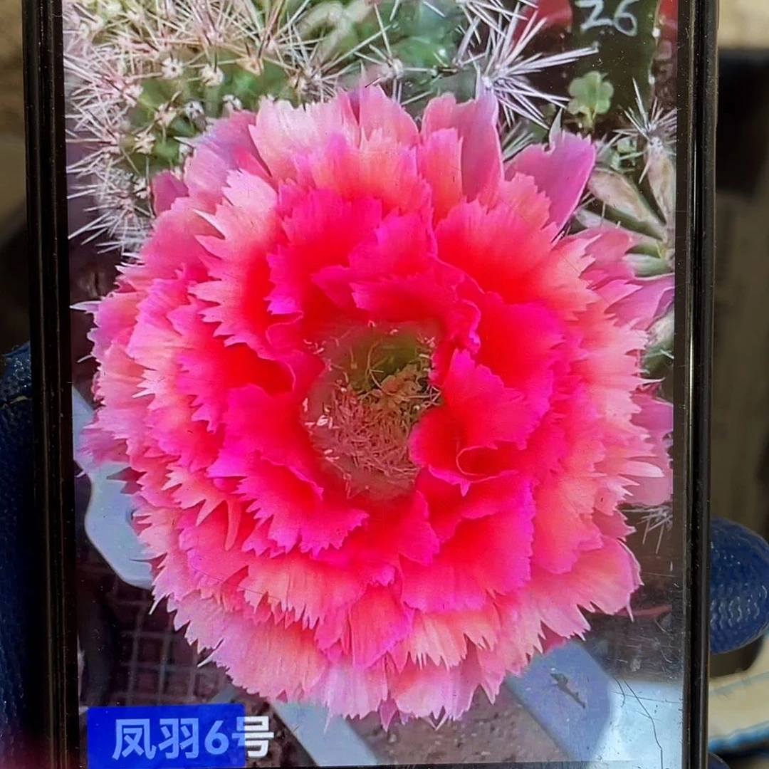不**想凤羽6号侧芽歪4公分左右满18包邮