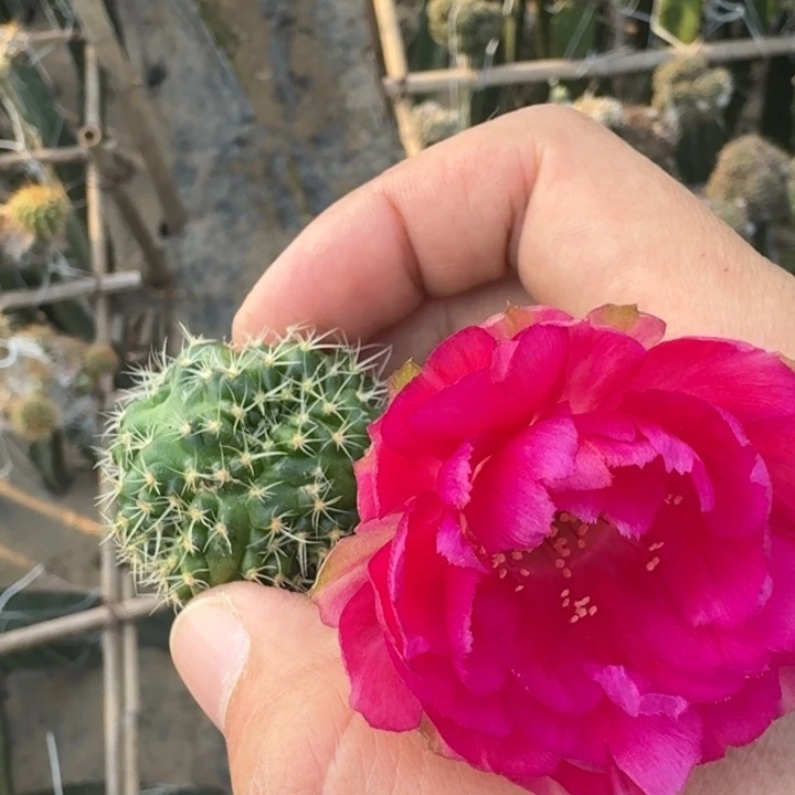 361丽花124缀化歪无根侧牙