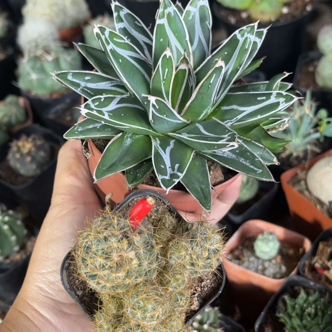 嘎***嘎两颗植物一物一拍