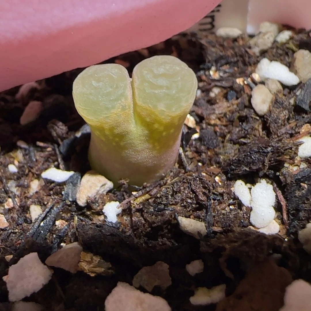 肉锥多肉植物百科26-粉樱889