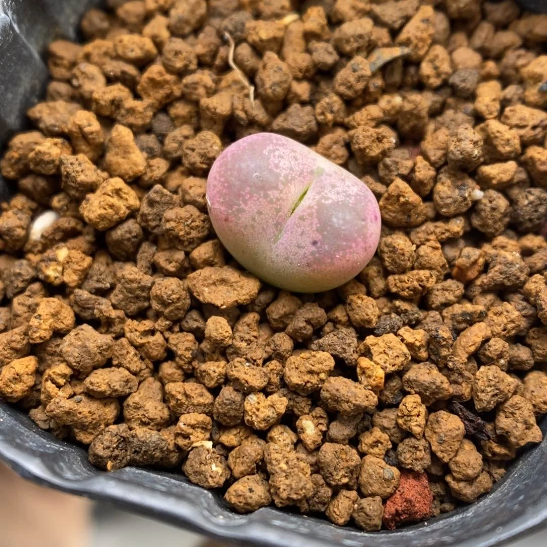 多肉植物肉锥杂交K-3629