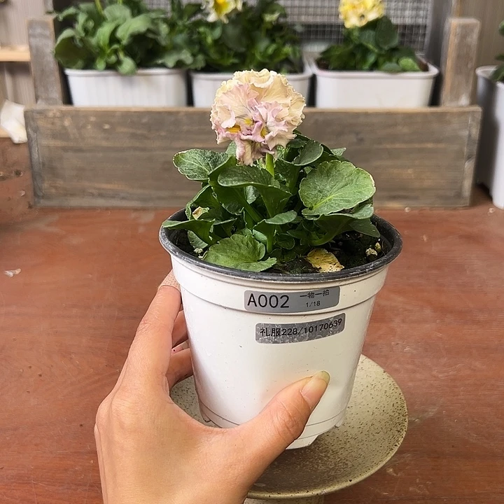 红陶我家的花花真好看002