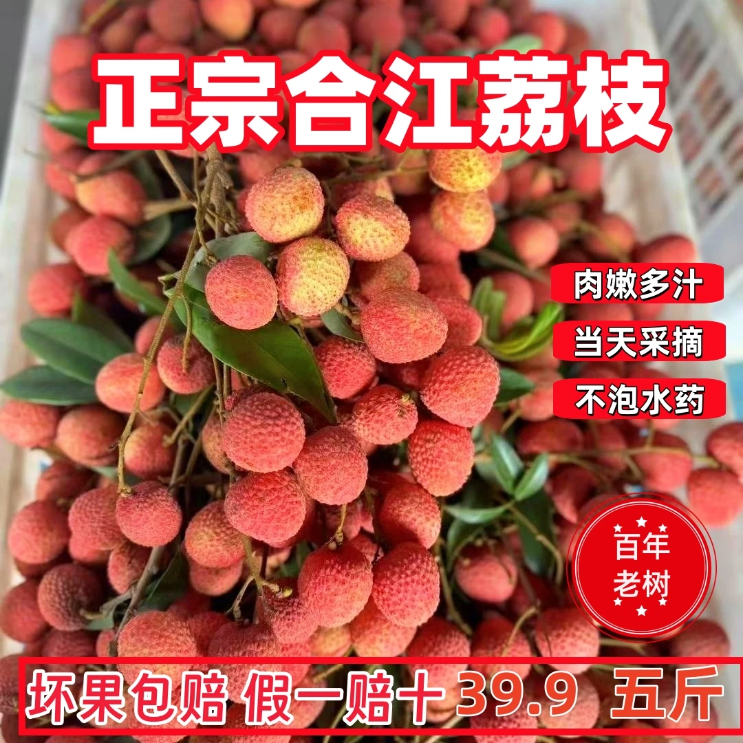 合江荔枝新鲜采摘四川泸州晚熟荔枝老树当季水果包邮