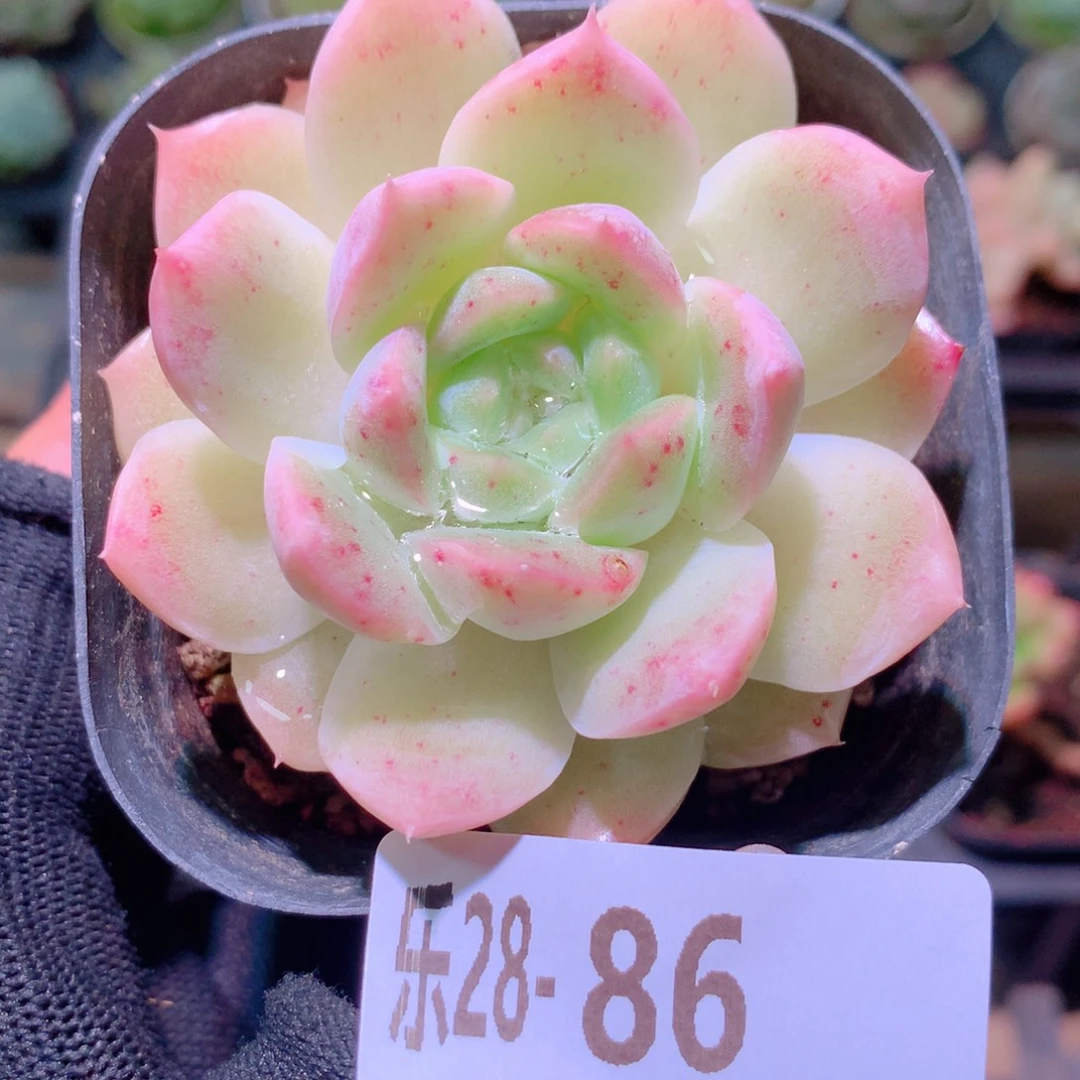 乐然28-86 新品单头
