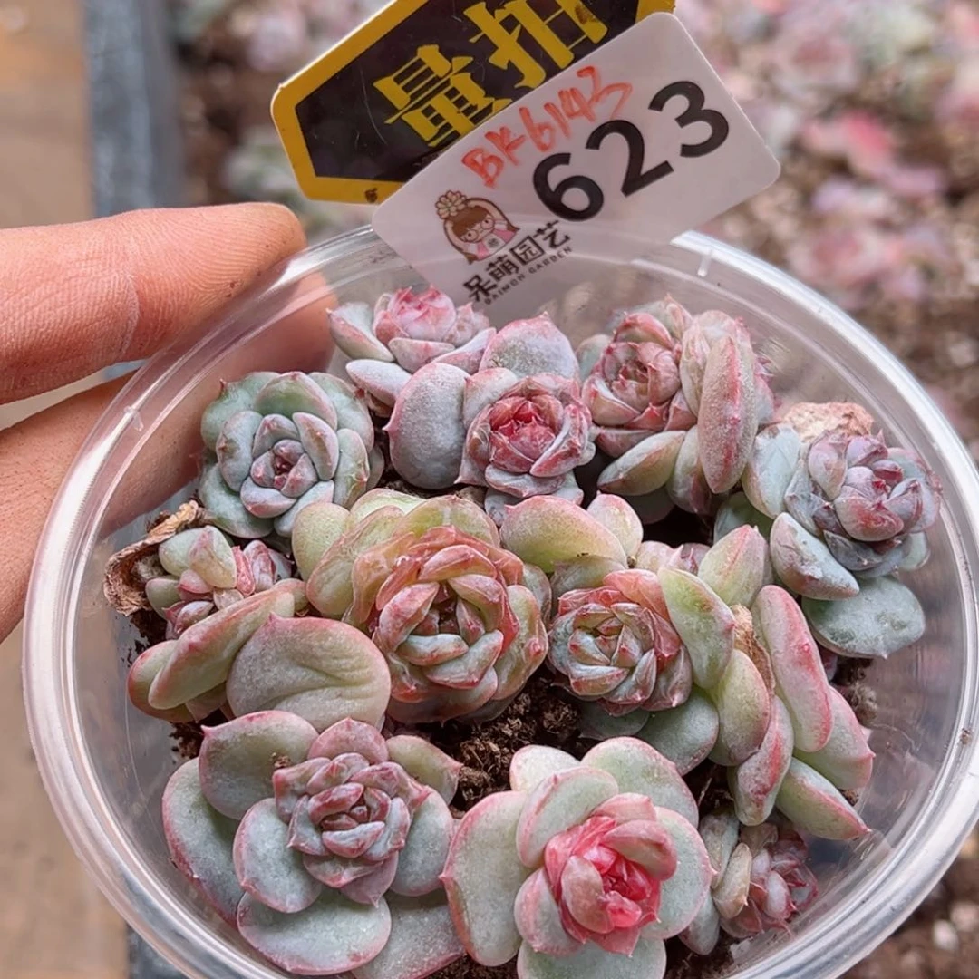 多肉植物多肉植物