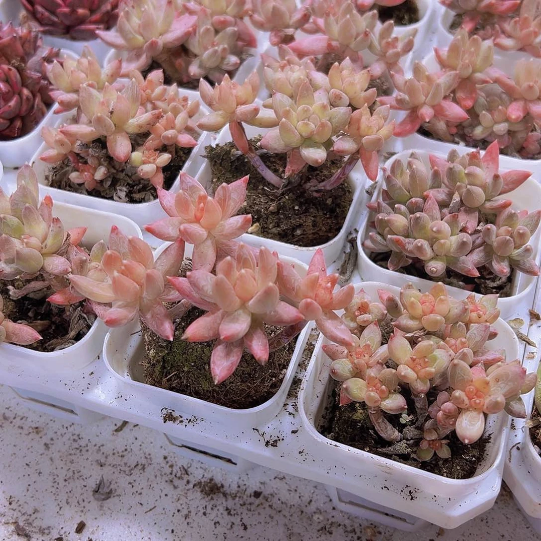 老桩炫彩星19包邮