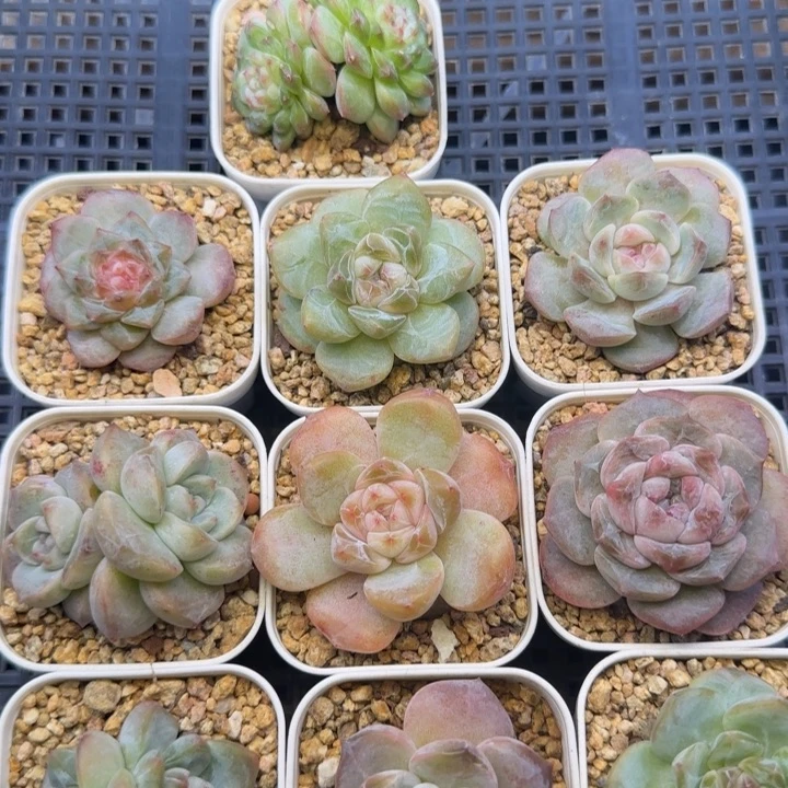 【满19.9包邮非偏远】891十棵脱土发