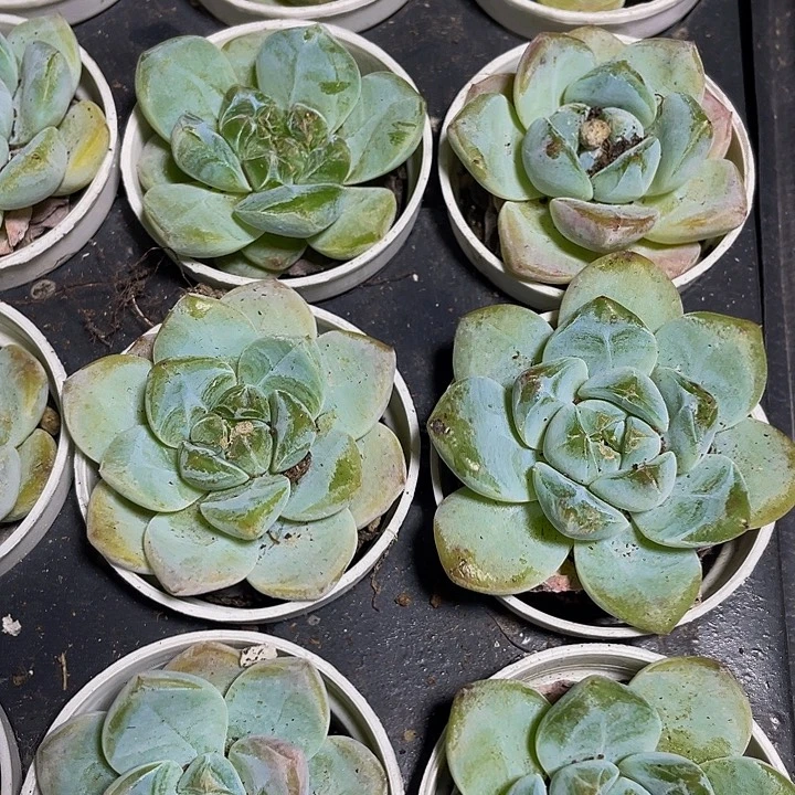 冰糕2.8带盆土发货