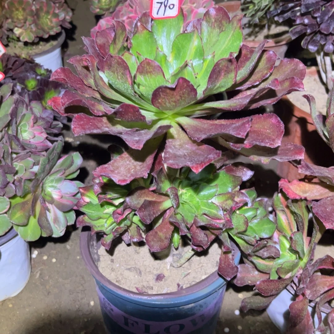 790多肉植物魅影七彩