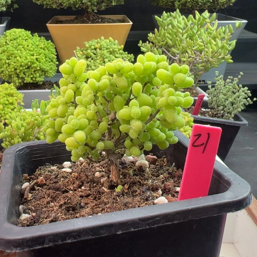 金桔糖球21号10cm盆