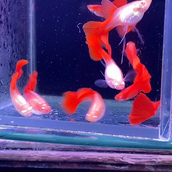孔雀鱼血红飘2对蓝白大西2对