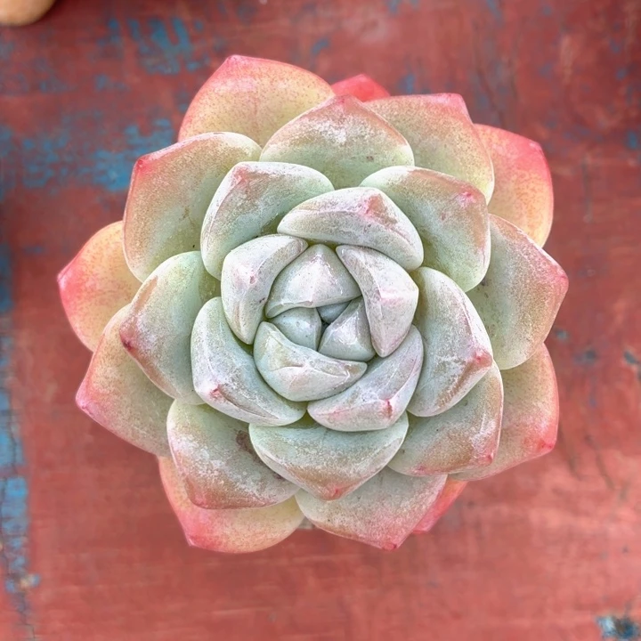 多肉植物 冰玉一物一拍-4