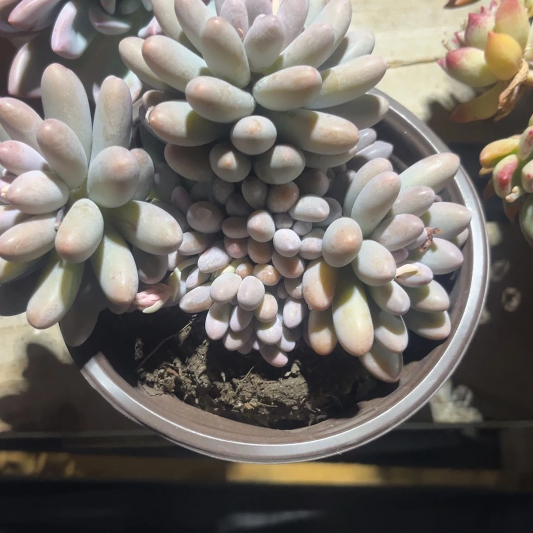 W****g汤圆多肉植物