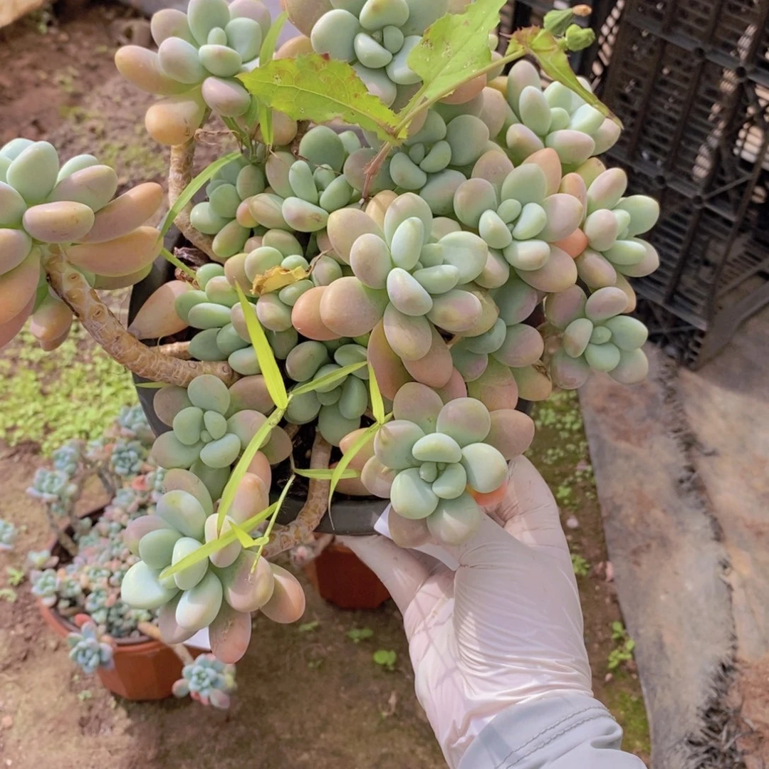 814香水洛神一物一拍