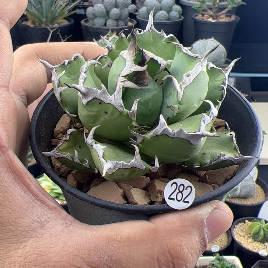 姬仁王冠一物一拍