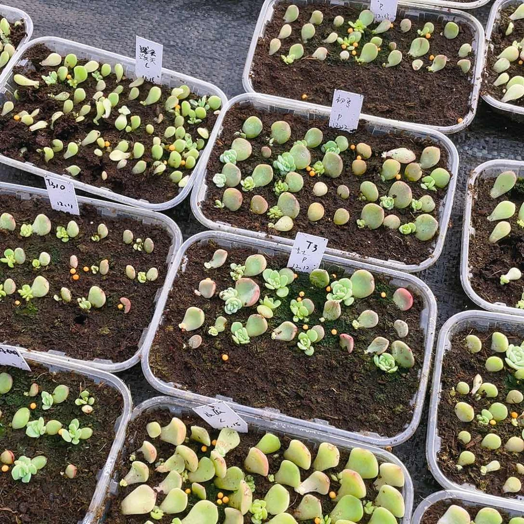 风花初夏芝麻苗一个满25包邮