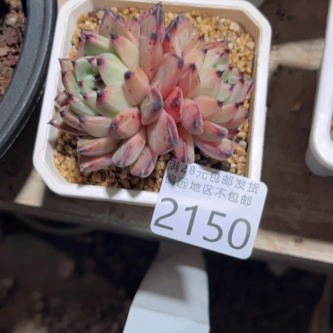 宇*大2150，v xv cv v b