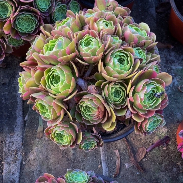 完全开放奶白手捧多肉多肉