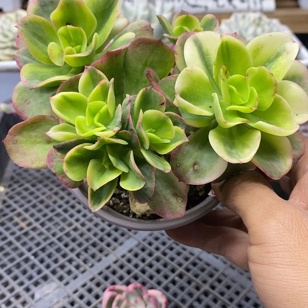 24104 红梅覆轮锦群有砍