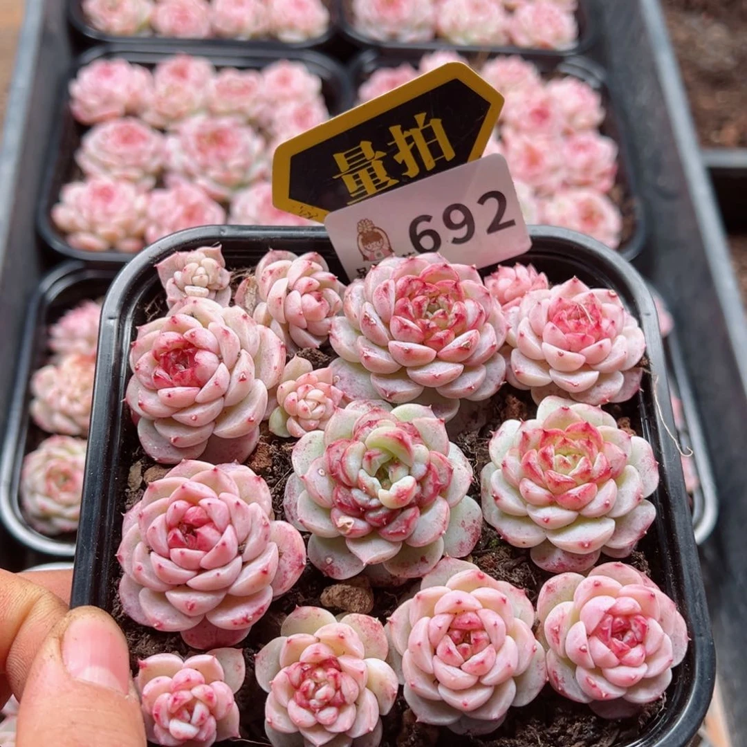 多肉植物多肉植物