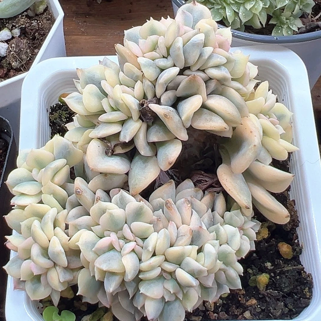 雪精灵锦缀化 小方花圃一单包邮非偏远