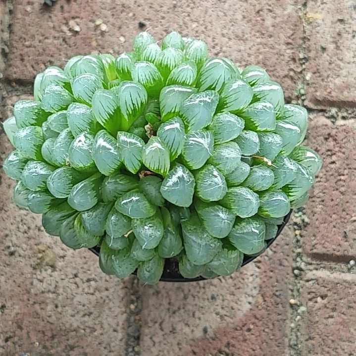 冰灯玉露一颗多肉植物