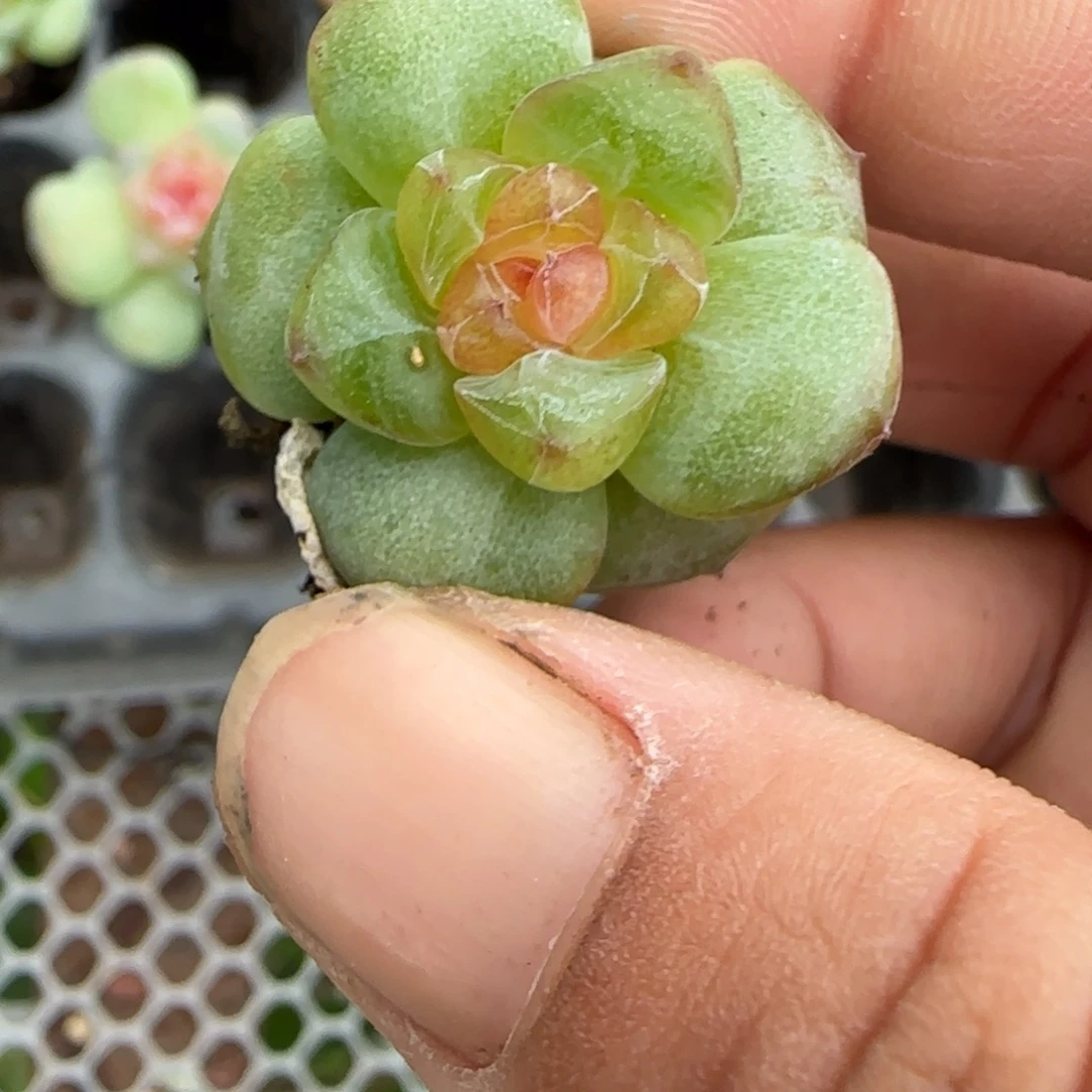 小卡拉米糖心一物一拍23-65