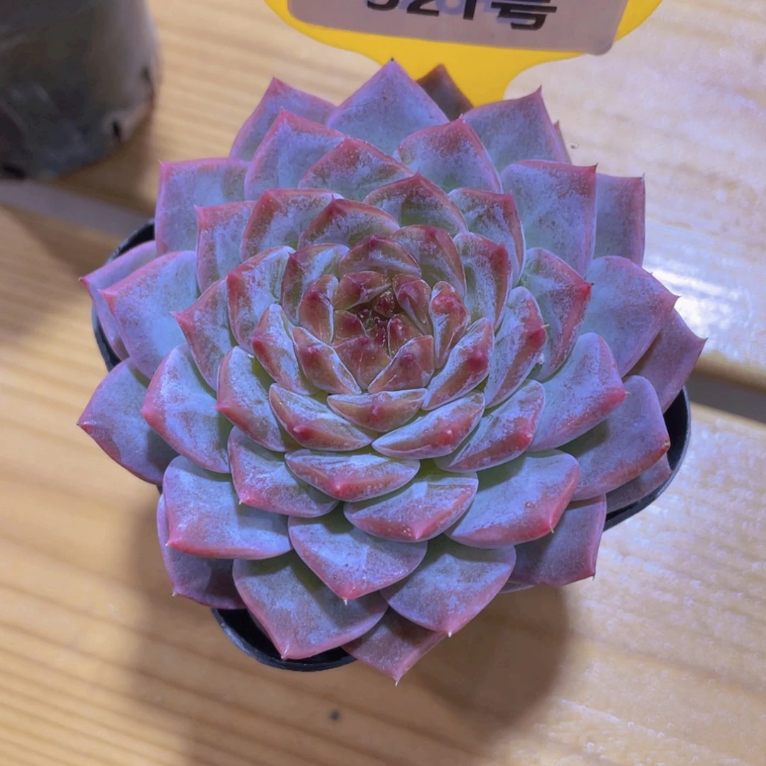 521号 紫色精品糖心