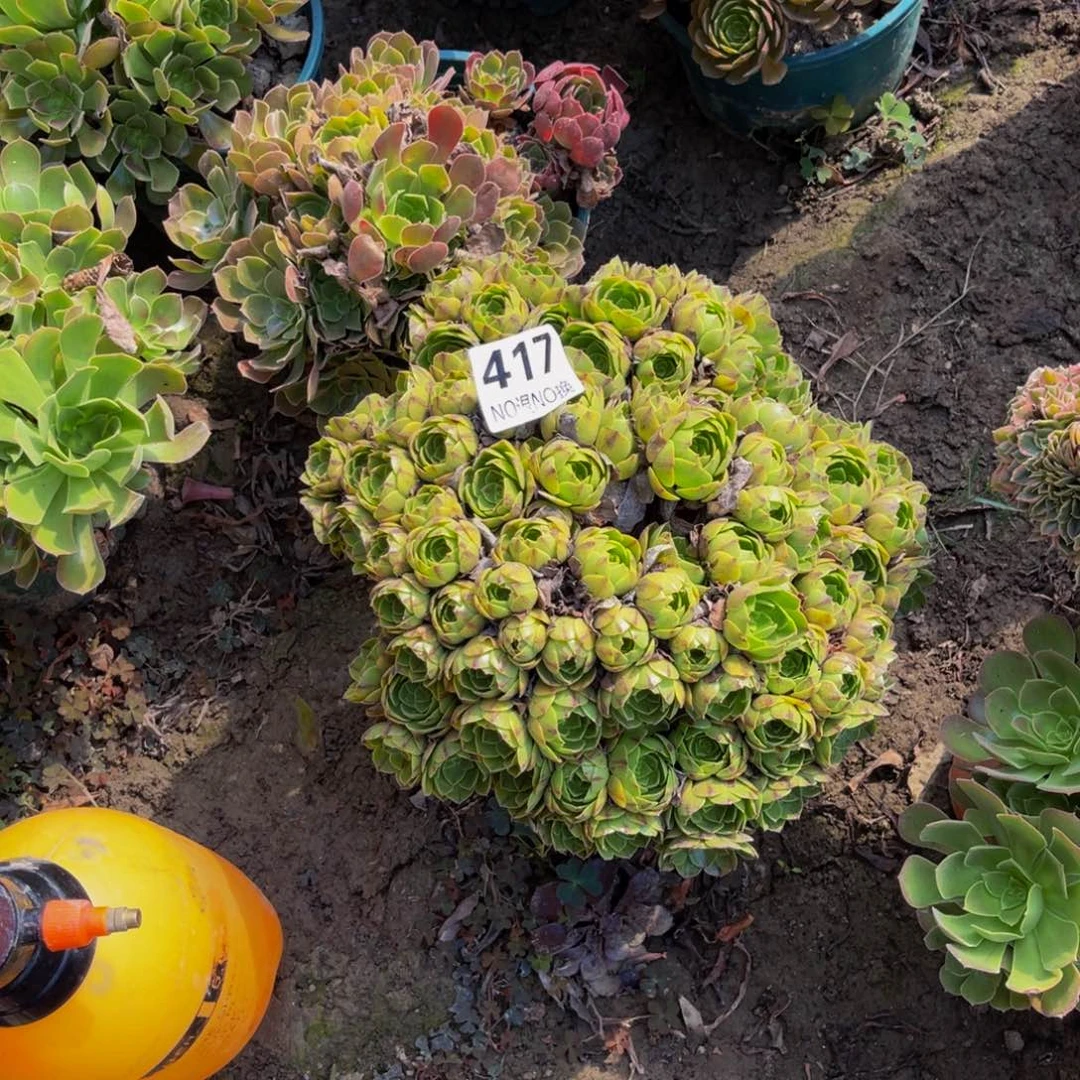 万拉丝法师朵朵5-54