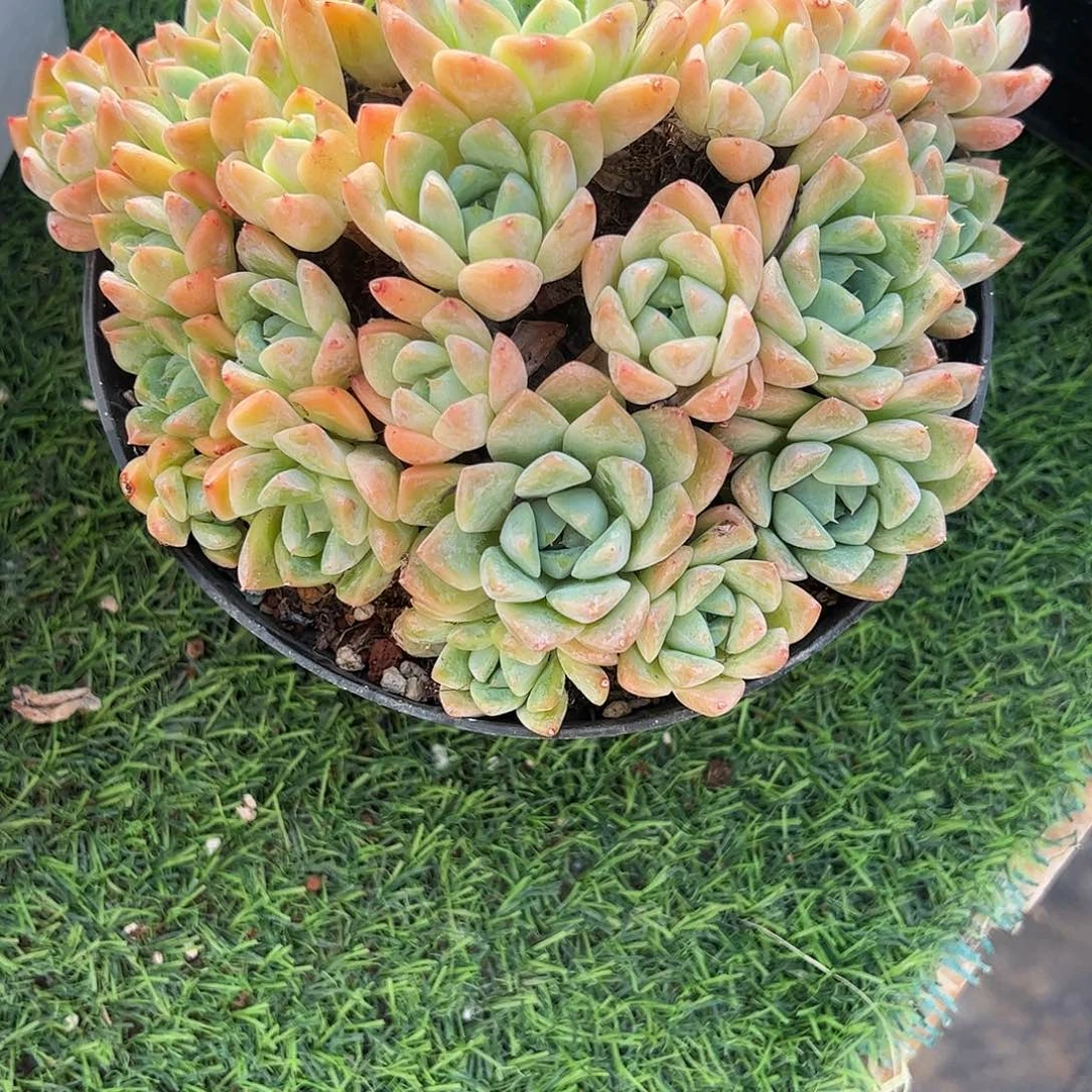 阿尔巴佳人多肉植物