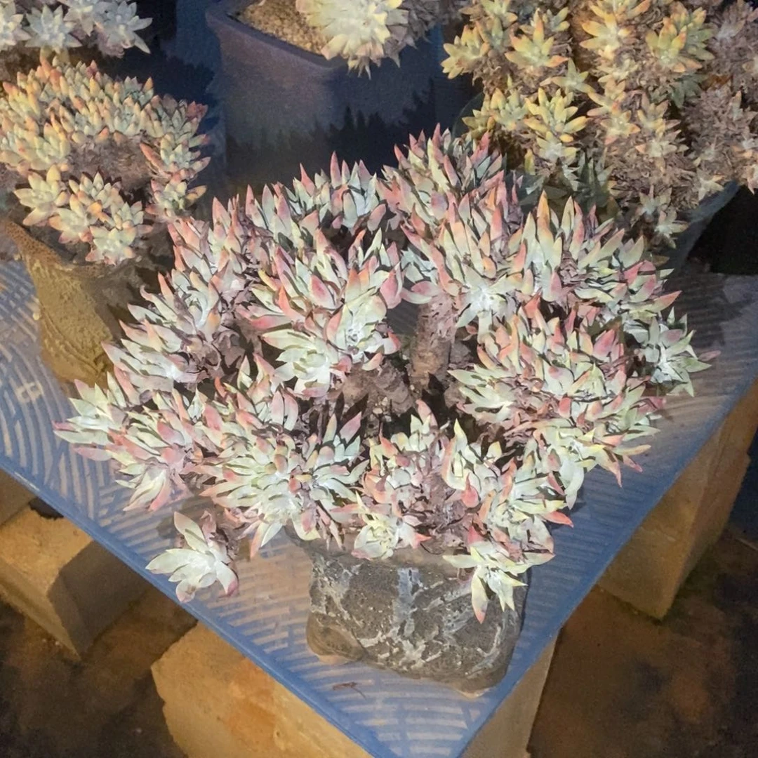 福利多肉植物啦啦啦