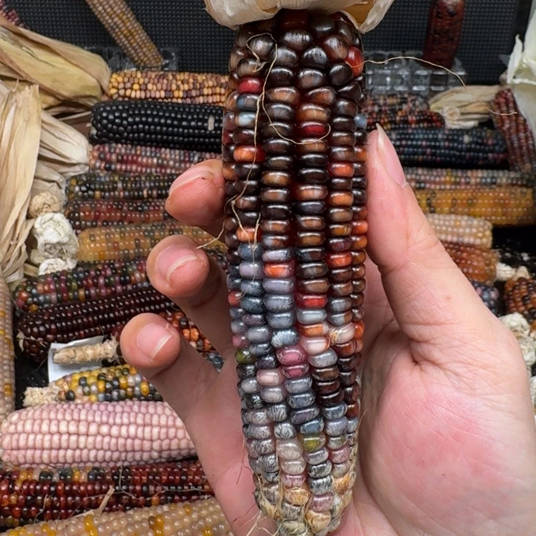 柏香籽/百香籽吊坠T***.