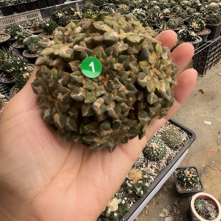 宇***昊袖蒲苗接落地仙人球1