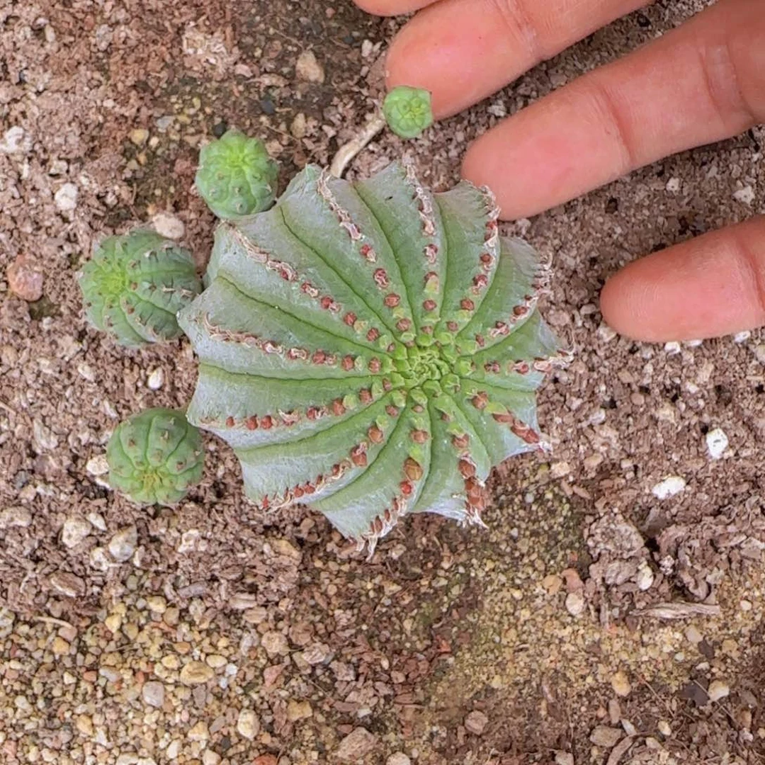 石****徐块根植物块块根植物