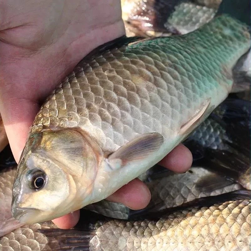 微湖情野鲫鱼当天捕捞不杀保鲜不保活（4两-7两）