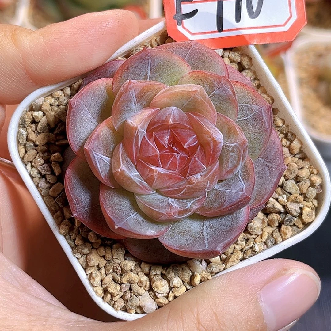 E710一物一拍并蒂C