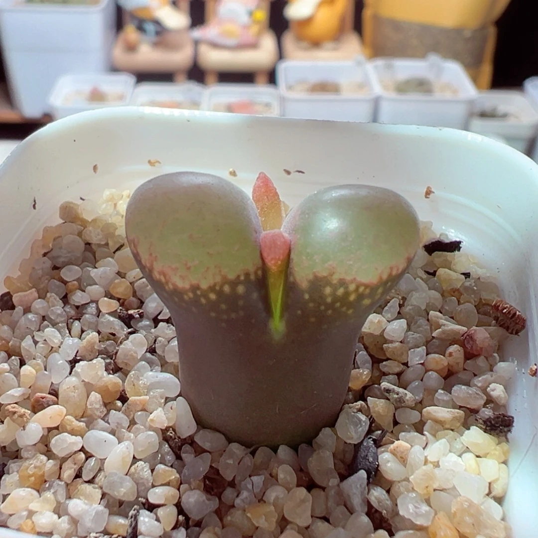 103-317多肉多日翻窗巨无霸