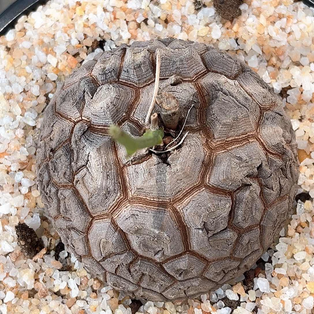 潮流植物 龟甲龙 八字龟