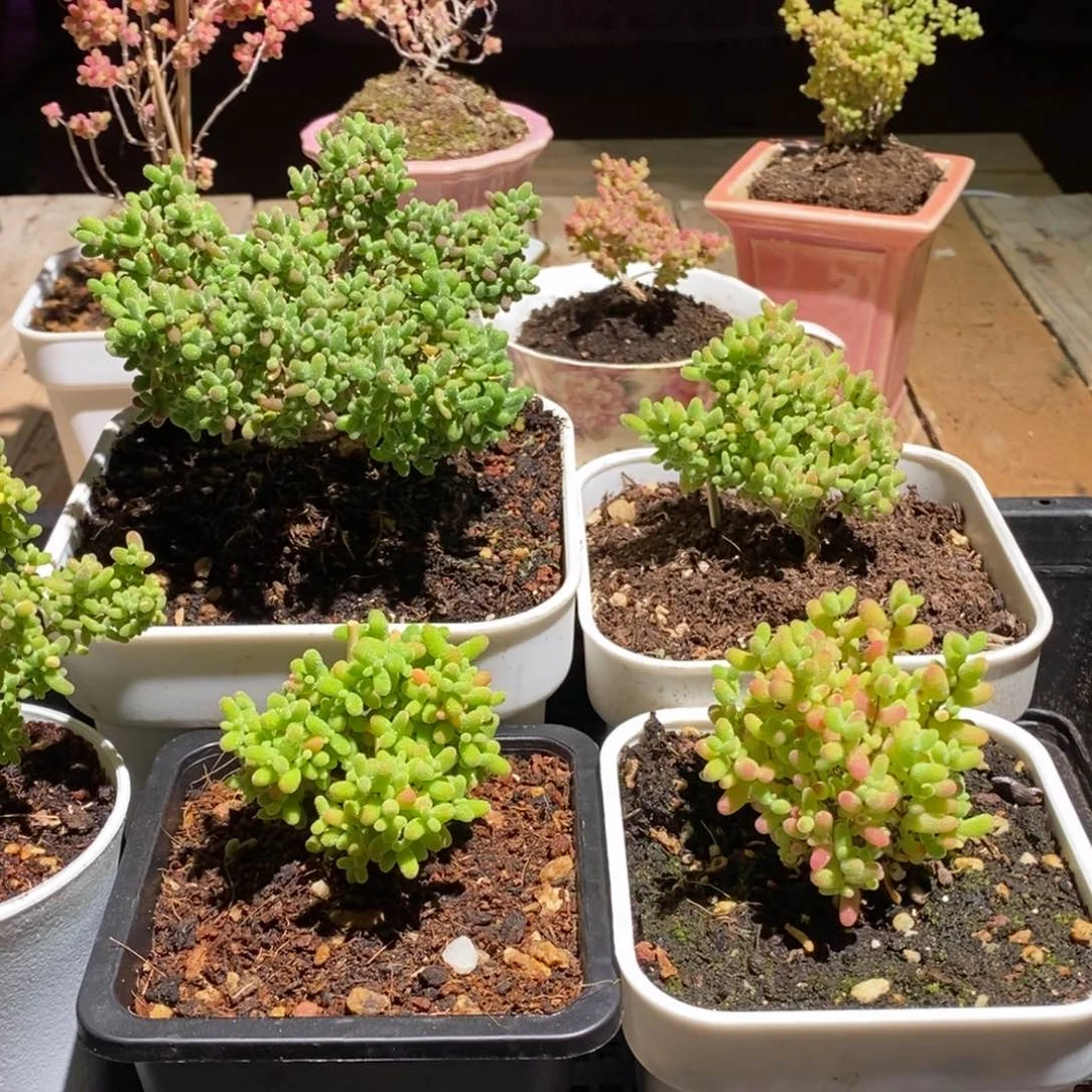 枝干番杏多肉植物331