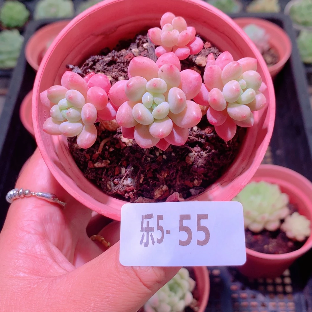 乐然5-55 洛可可群