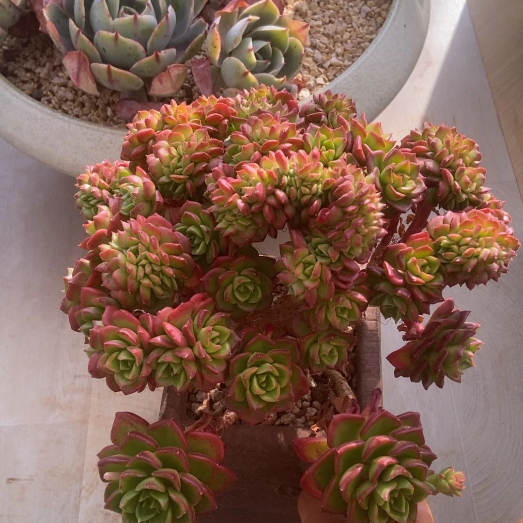 迪亚缀多肉多肉多肉