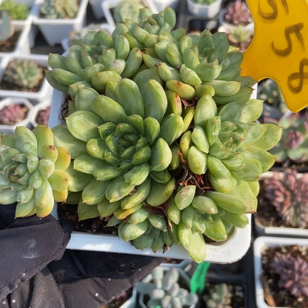 558冰天使锦多肉植物