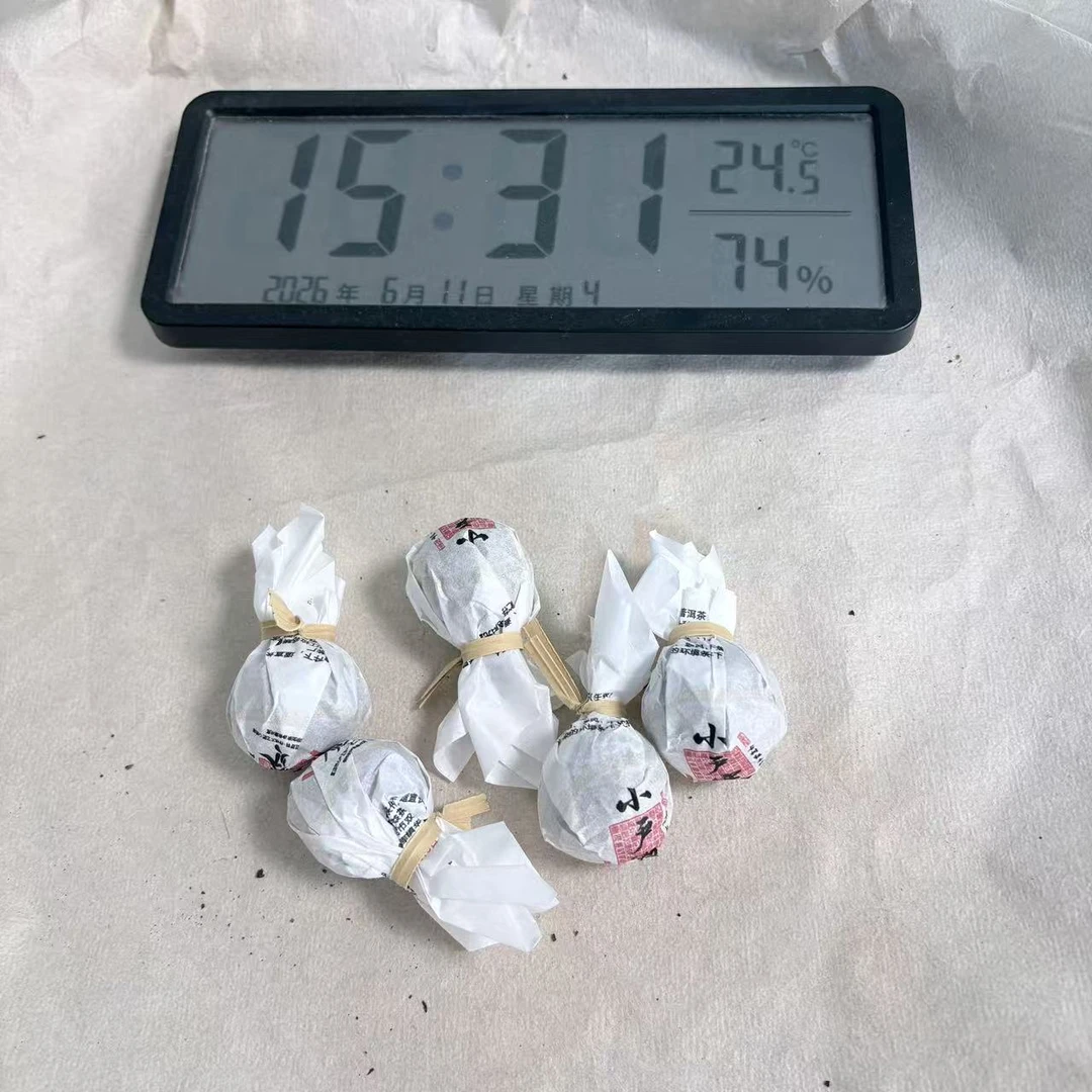 【032】2025年小户赛古树龙珠.生茶.8克/颗 -6月11日普洱茶