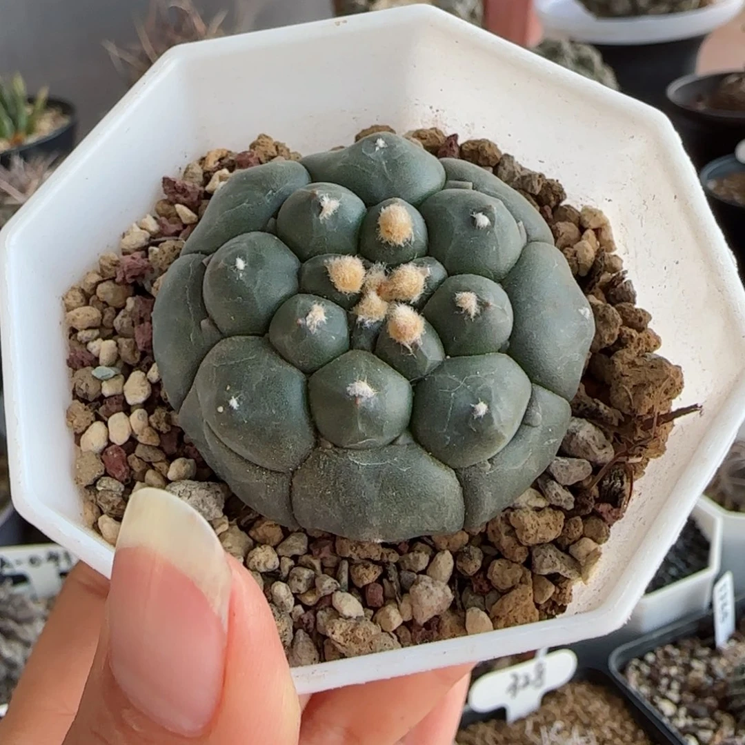 实生龟甲兜多肉4厘米