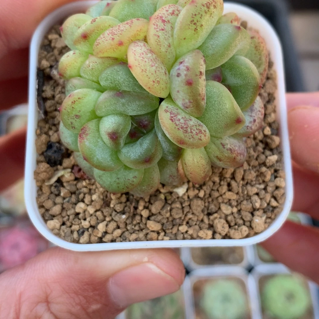 3头绿色。    秃子珍妮。      22号