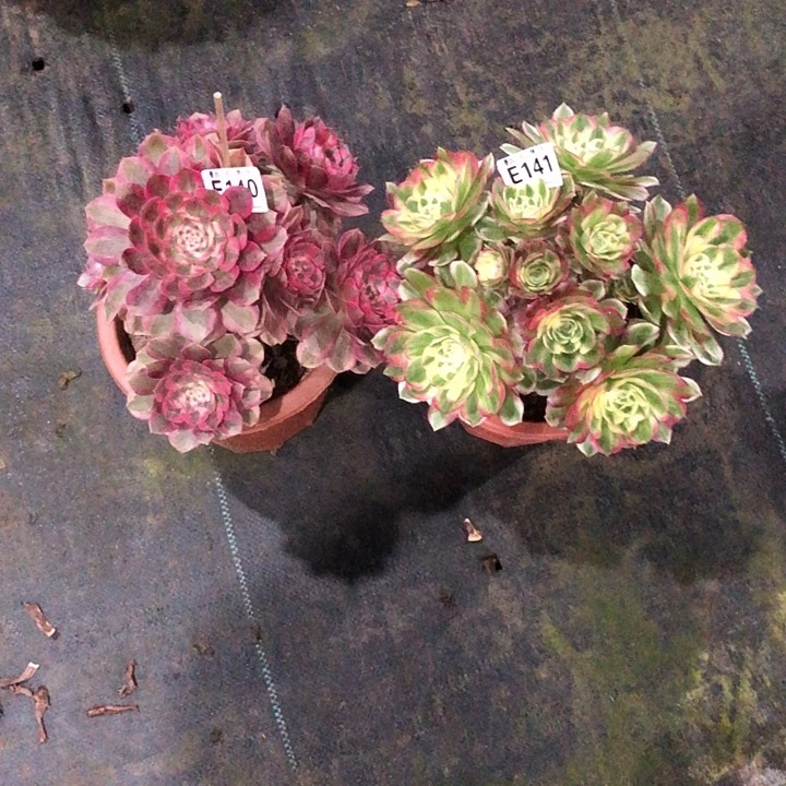 姜***店俩颗多肉1410000000