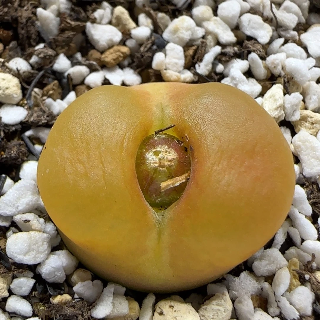 12.10。蟠桃祖宗。 5016