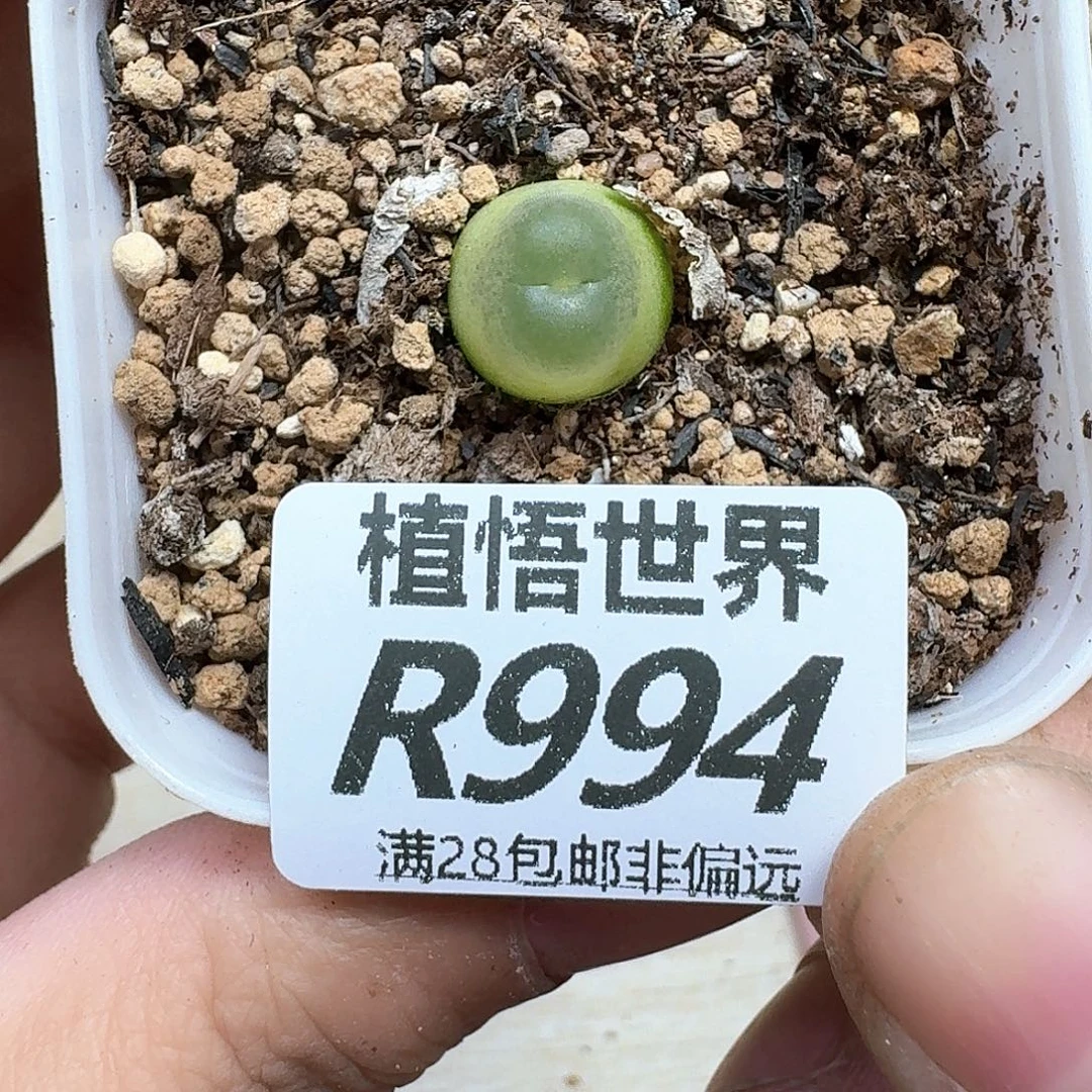 多肉植物多肉植物df