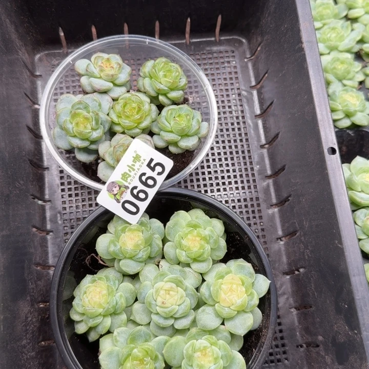 爱****多肉植物多肉植物