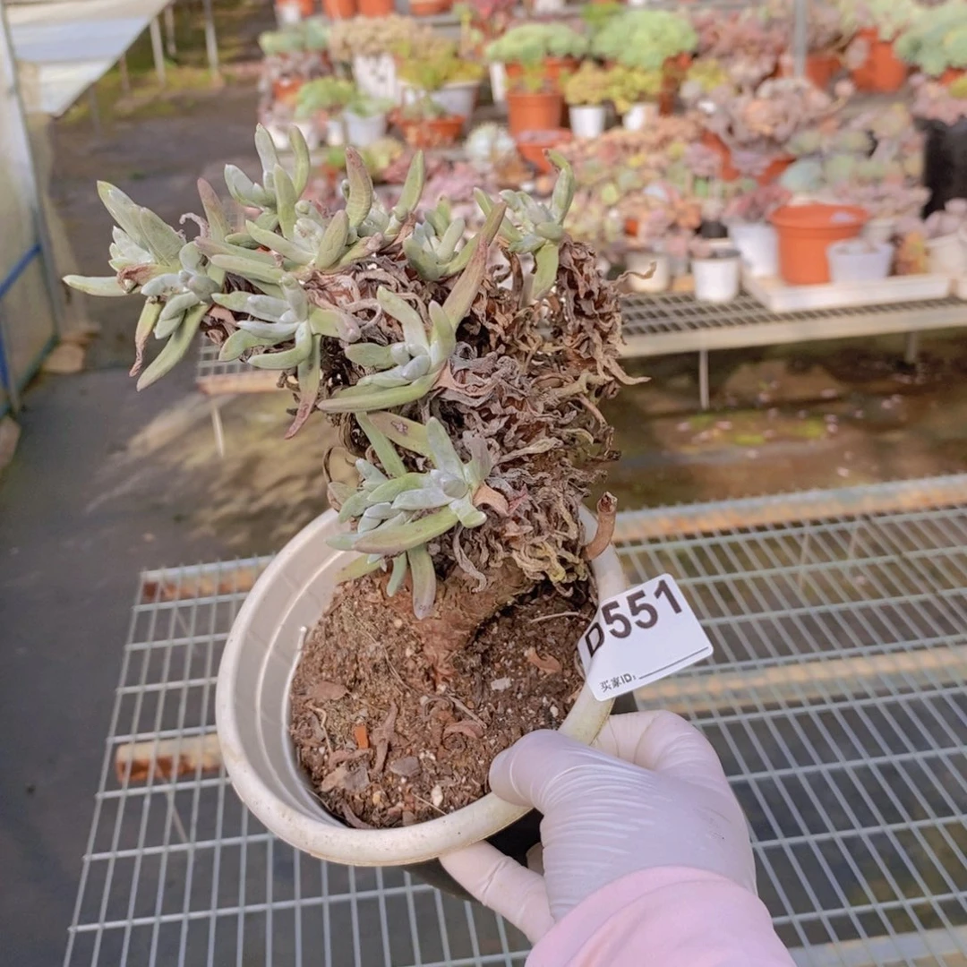 551艾杜斯仙女杯一物一拍